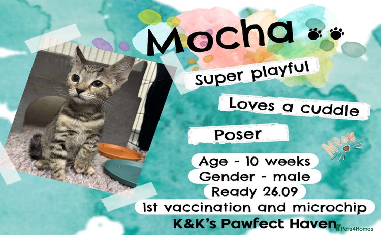Domestic Shorthair cats - Advert 1