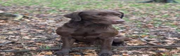 Labrador Retriever dogs for stud: Handsome fully health tested Chocolate labrador - Advert 10