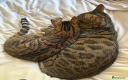 Bengal cats for sale: Beautiful Bengal/Tuxedo Cats  - Image 7
