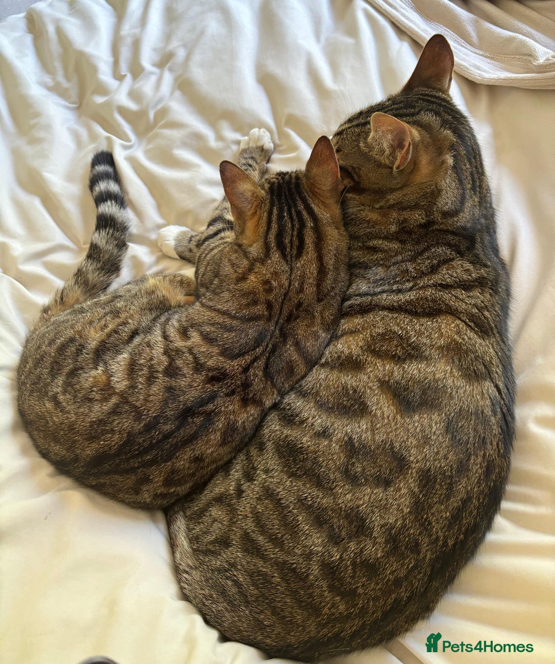 Bengal cats for sale: Beautiful Bengal/Tuxedo Cats  - Image 7