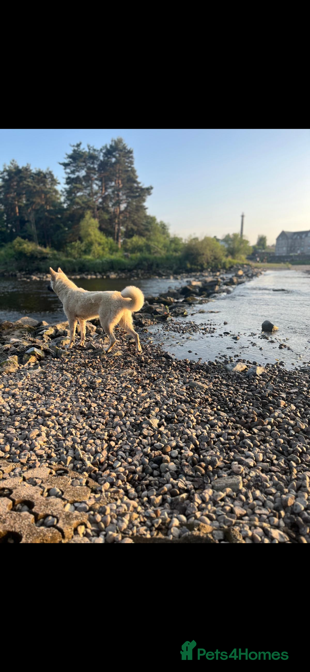 Akita dogs for sale: Akita puppies  - Advert 1