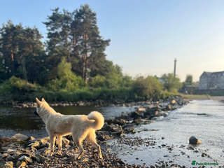 Akita dogs Akita puppies - Advert 1