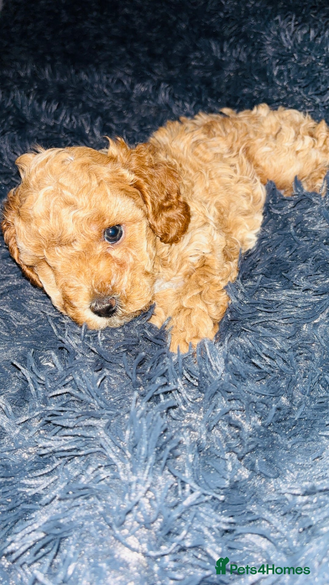Cavapoo dogs for sale:  Cavapoo puppies  - Advert 25
