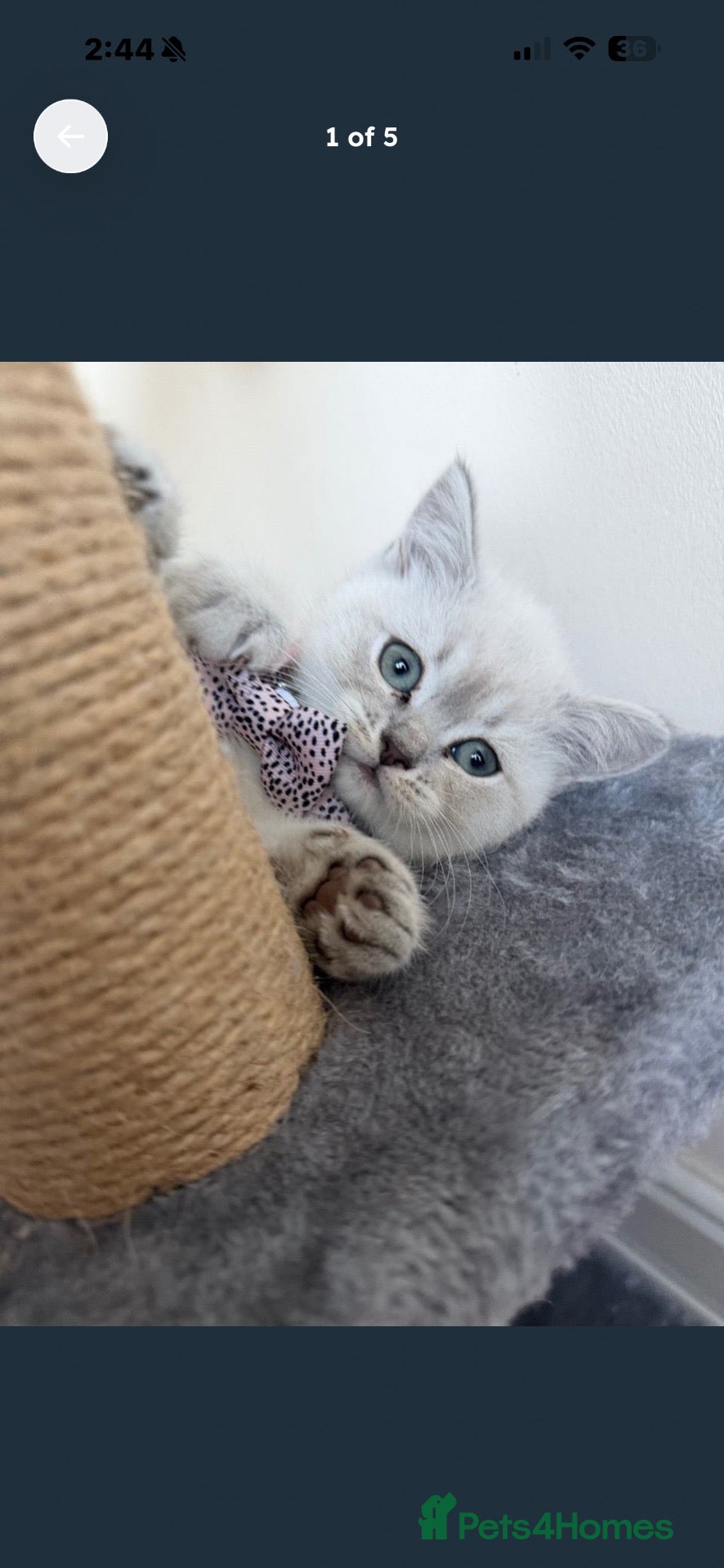 British Shorthair cats Beautiful British Shorthair Kitten – Loving Home - Advert 2