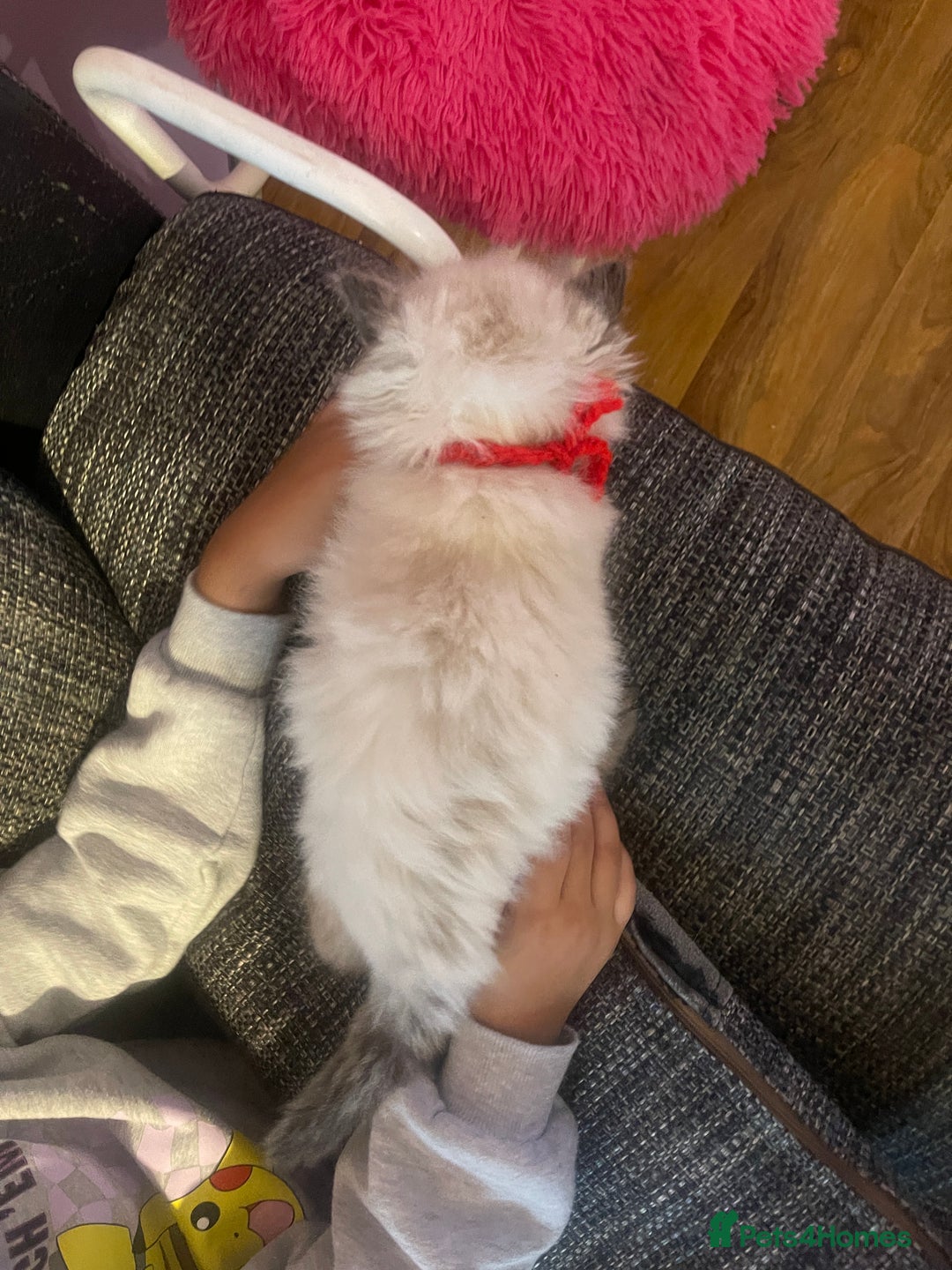 Ragdoll cats for sale:  Beautiful Ragdoll Kittens * 3 BoYs *  - Image 20