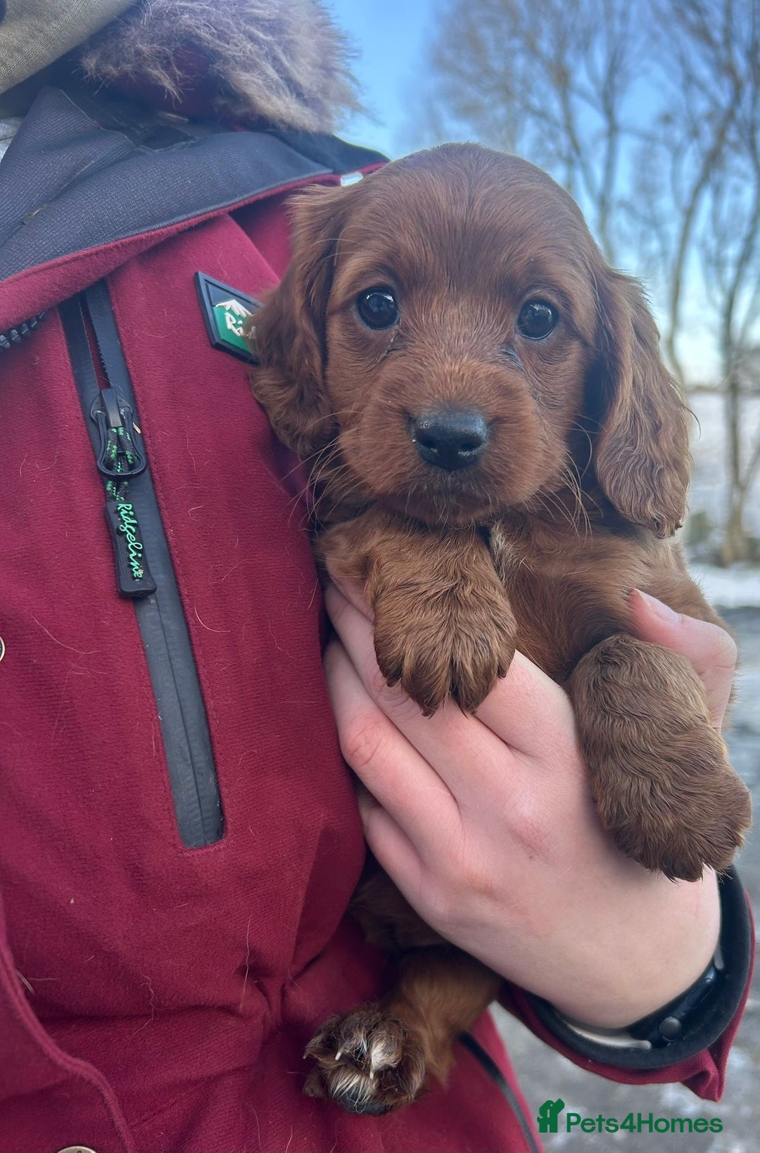 Cockapoo dogs for sale: Gorgeous Fox Red Cockapoo Girls  - Advert 1