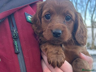 Cockapoo dogs Gorgeous Fox Red Cockapoo Girls - Advert 3