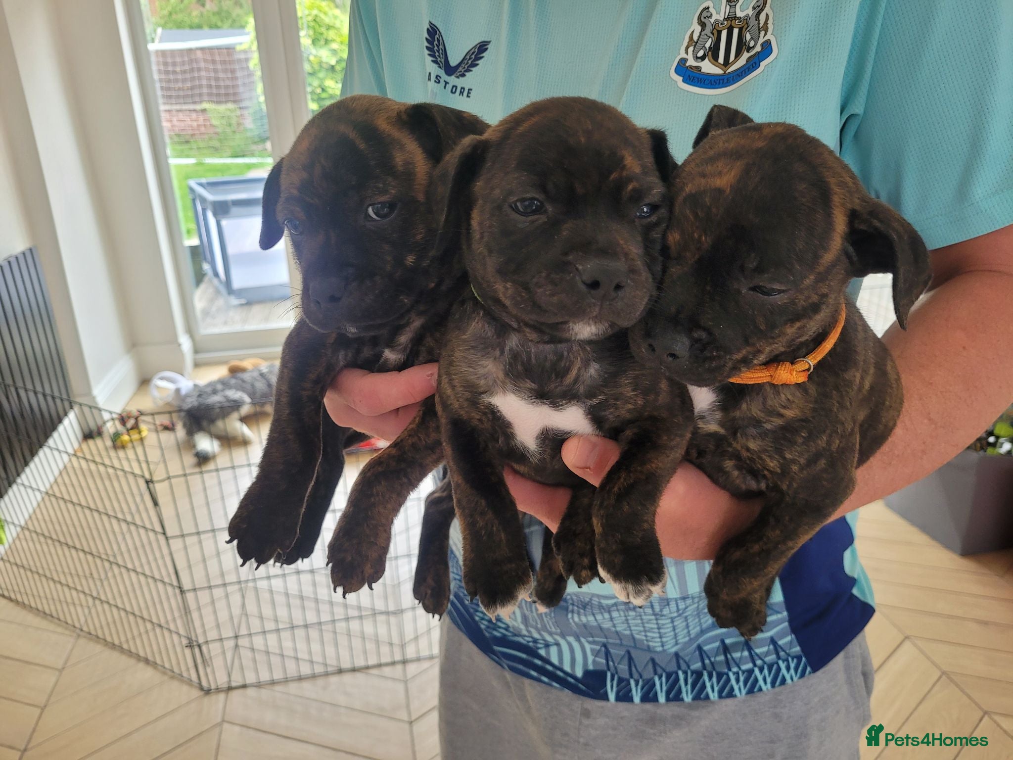 Mixed Breed dogs Beautiful staffie puppys(ready to leave this week) - Advert 18
