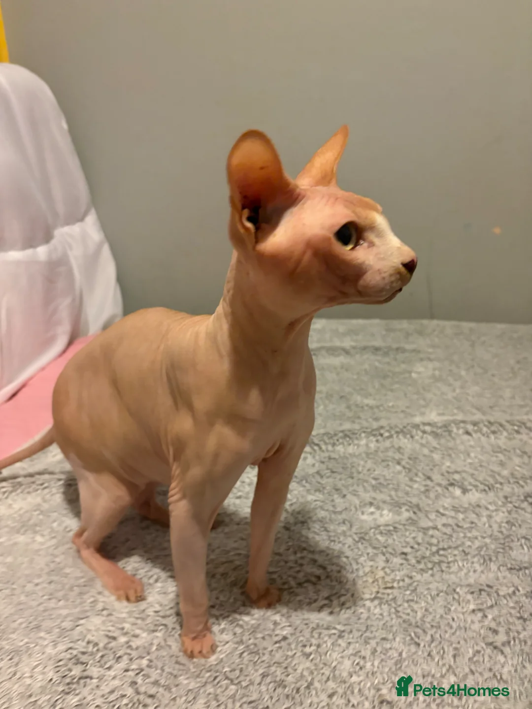 Sphynx cats for stud: PROVEN SPHYNX STUD in Tamworth - Advert 3