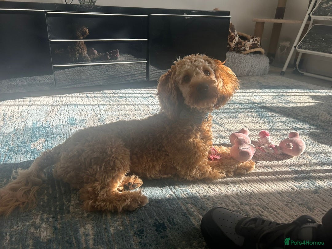 Cockapoo dogs for sale: Cockapoo for sale - Advert 1