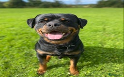 Rottweiler dogs for stud: Proven handsome ADRK KC registered Rottweiler  in Milford Haven - Image 5