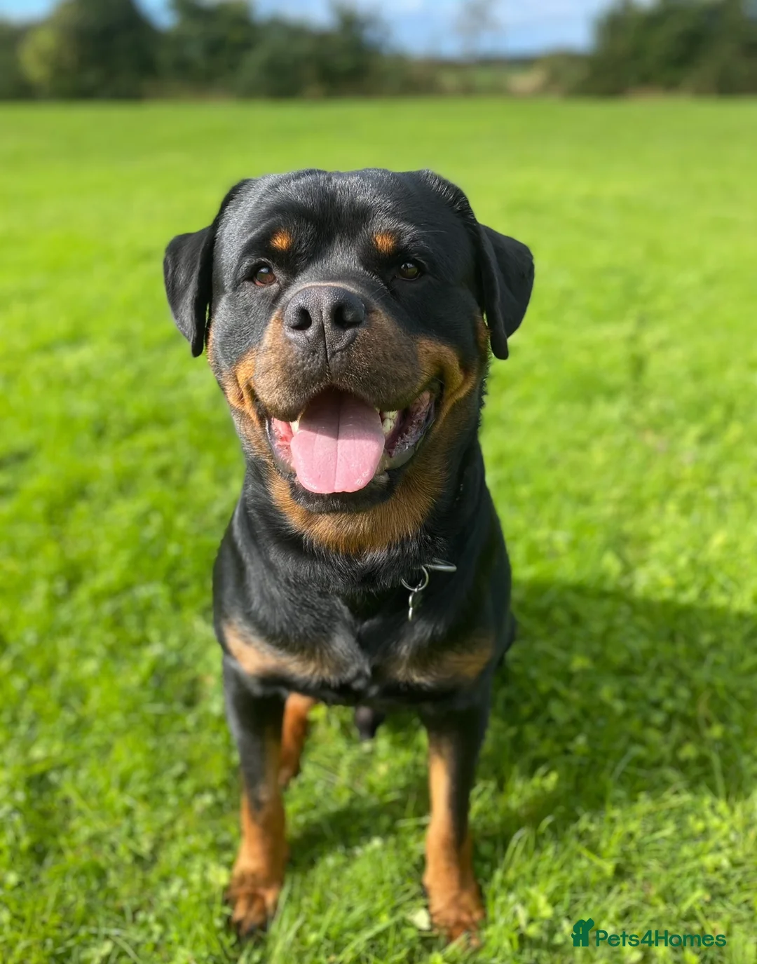 Rottweiler dogs for stud: Proven handsome ADRK KC registered Rottweiler  in Milford Haven - Advert 5