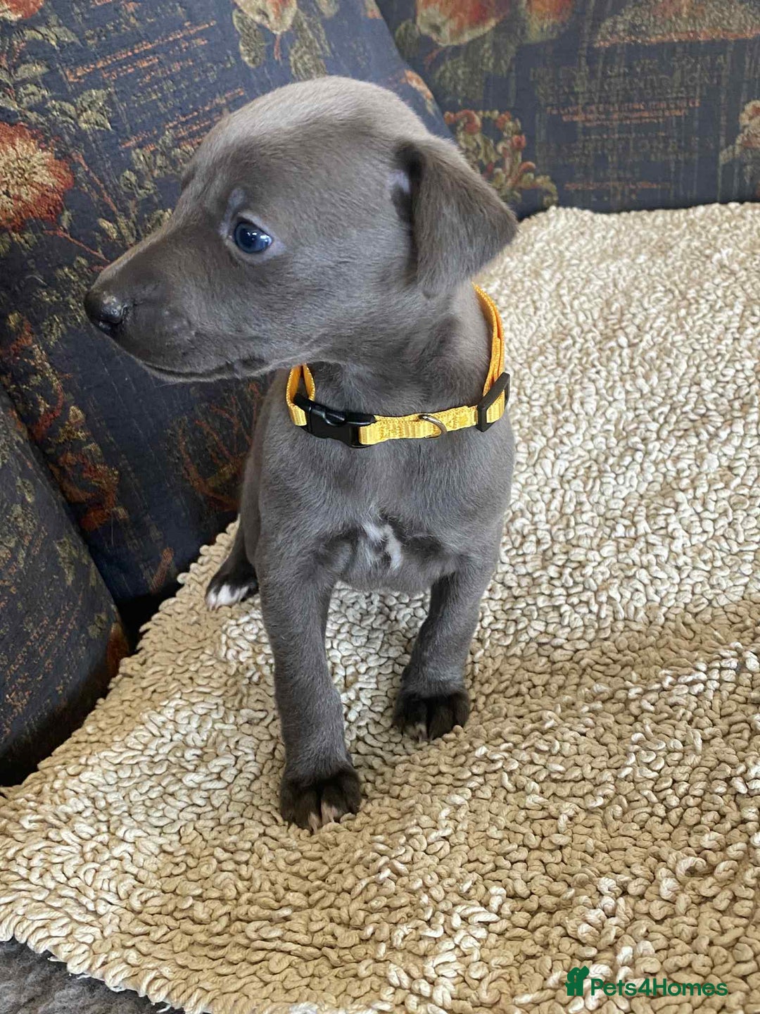 Whippet dogs for sale: KC Reg Blue whippet puppies - Image 8