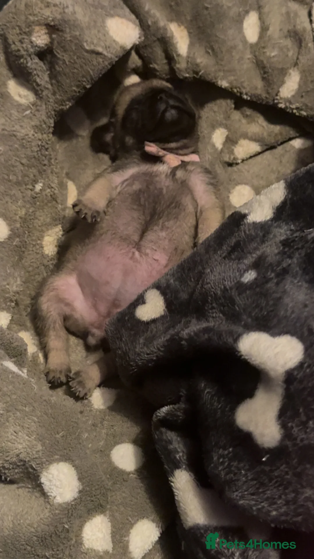 Frug dogs for sale: Frug girl  - Advert 1