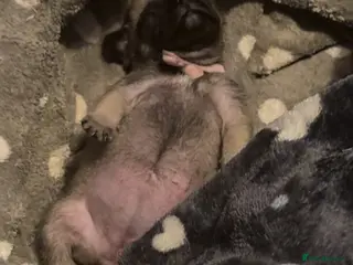 Frug dogs Frug girl - Advert 2