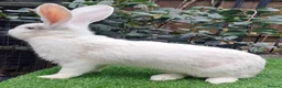 Continental Giant rabbits for sale: PURE Continental Giants - White Eared - Vaccinated - Advert 10