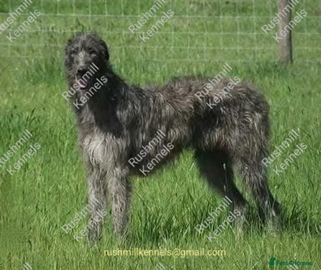 Deerhound dogs for sale: Scottish Deerhound Puppies  - Image 2