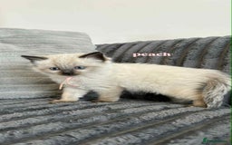 Ragdoll cats for sale: 5 Adorable Ragdoll Kittens🐾 - Image 37