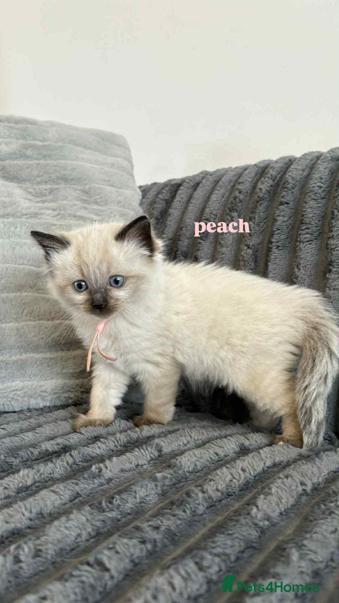 Ragdoll cats for sale: 5 Adorable Ragdoll Kittens🐾 - Image 37
