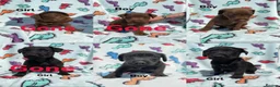 Patterdale Terrier dogs for sale: Patterdale Terrier puppies - Advert 1