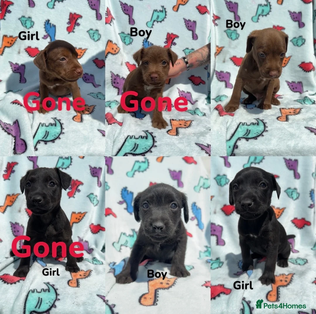 Patterdale Terrier dogs for sale: Patterdale Terrier puppies - Advert 1
