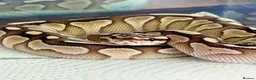 Python Snake reptiles for sale: Royal Python ls X2 - Advert 2