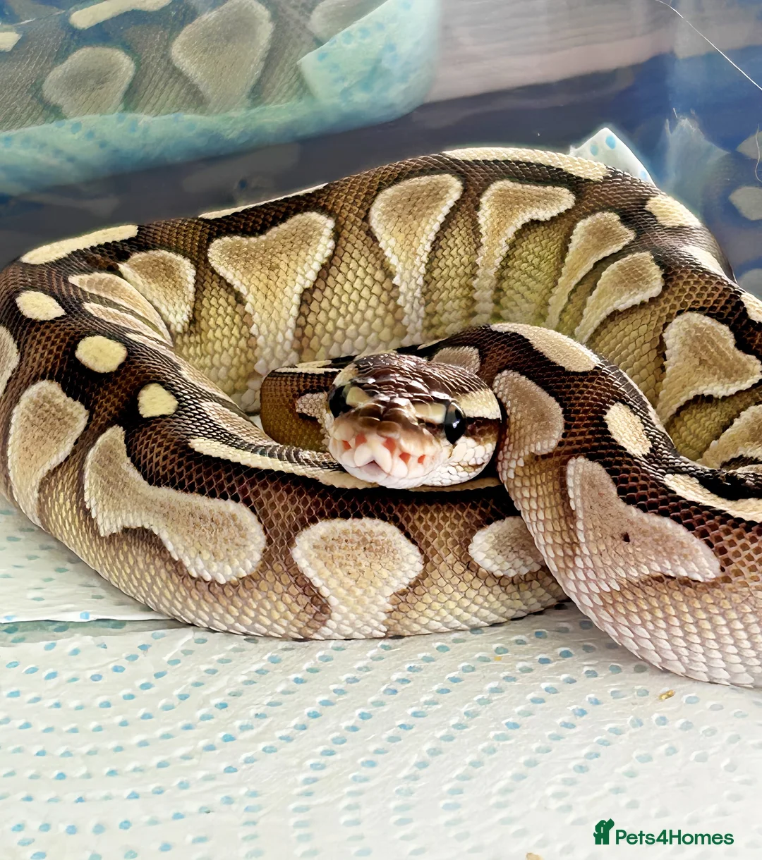 Python Snake reptiles for sale: Royal Python ls X2 - Advert 2
