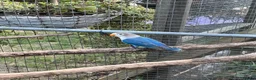 Lovebirds birds for sale: Fishers love birds for sale  - Advert 2