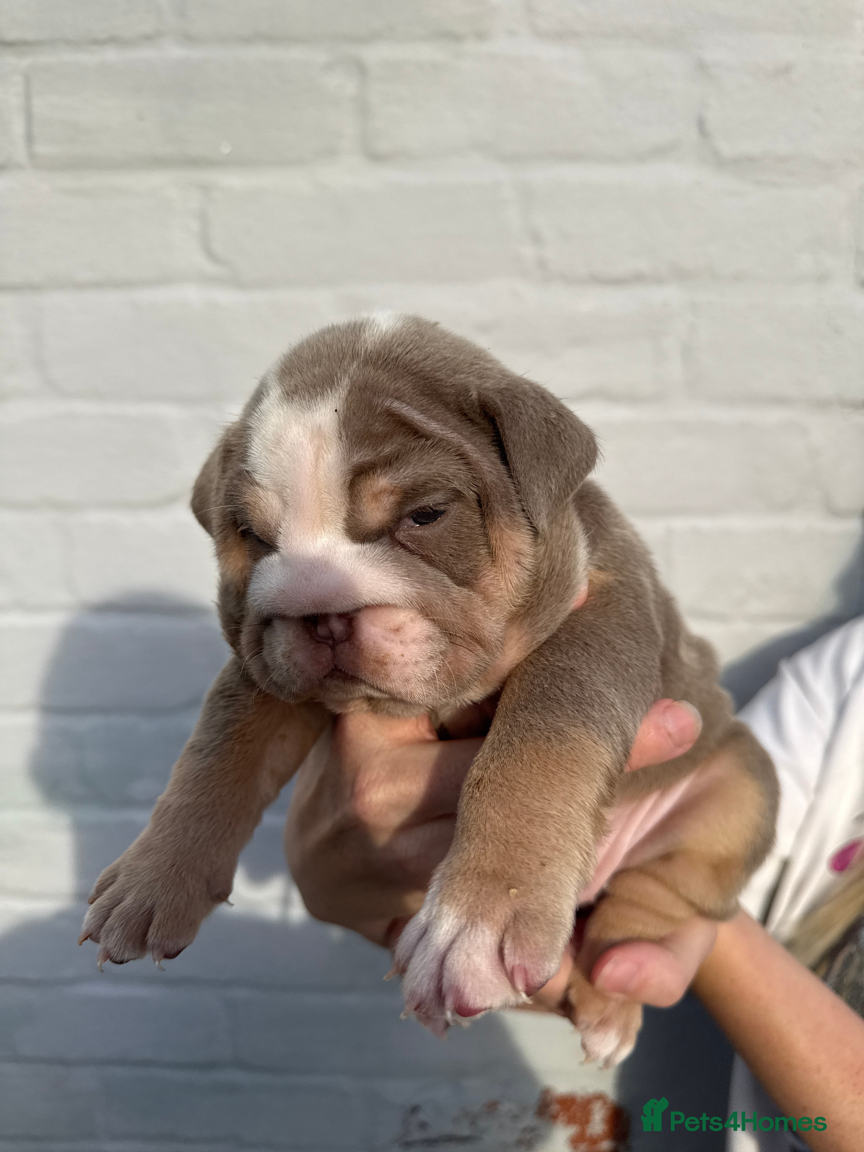 English Bulldog dogs Stunning English bulldog 2x leo lines - Advert 1