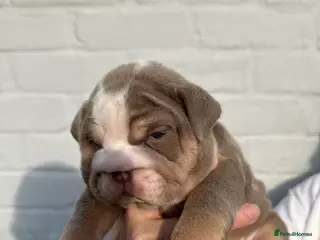 English Bulldog dogs Stunning English bulldog 2x leo lines - Advert 1