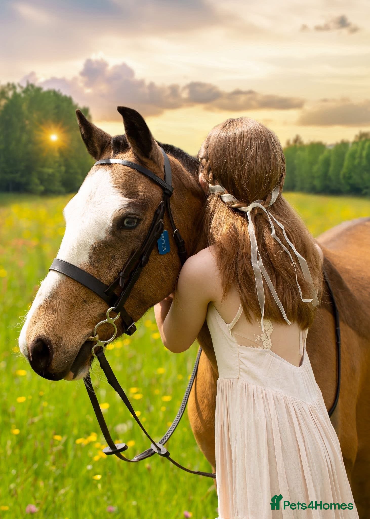 Welsh Section B horses 12.2hh Welsh Type Pony, Hector  - Advert 1