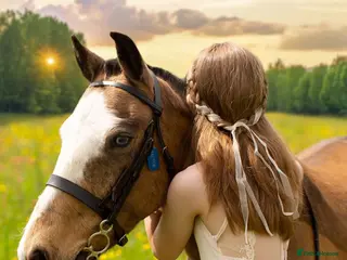 Welsh Section B horses 12.2hh Welsh Type Pony, Hector - Advert 11