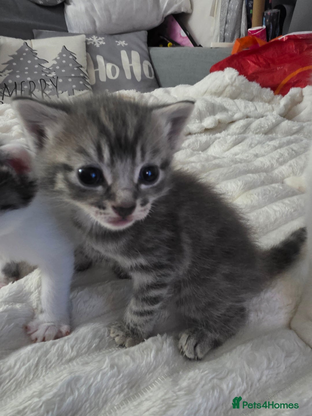 Mixed Breed cats for sale: Two beautiful baby boy kittens - Advert 4