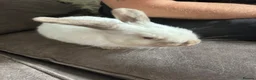 Mixed Breed rabbits for sale: Mixed breed baby rabbits - Advert 6