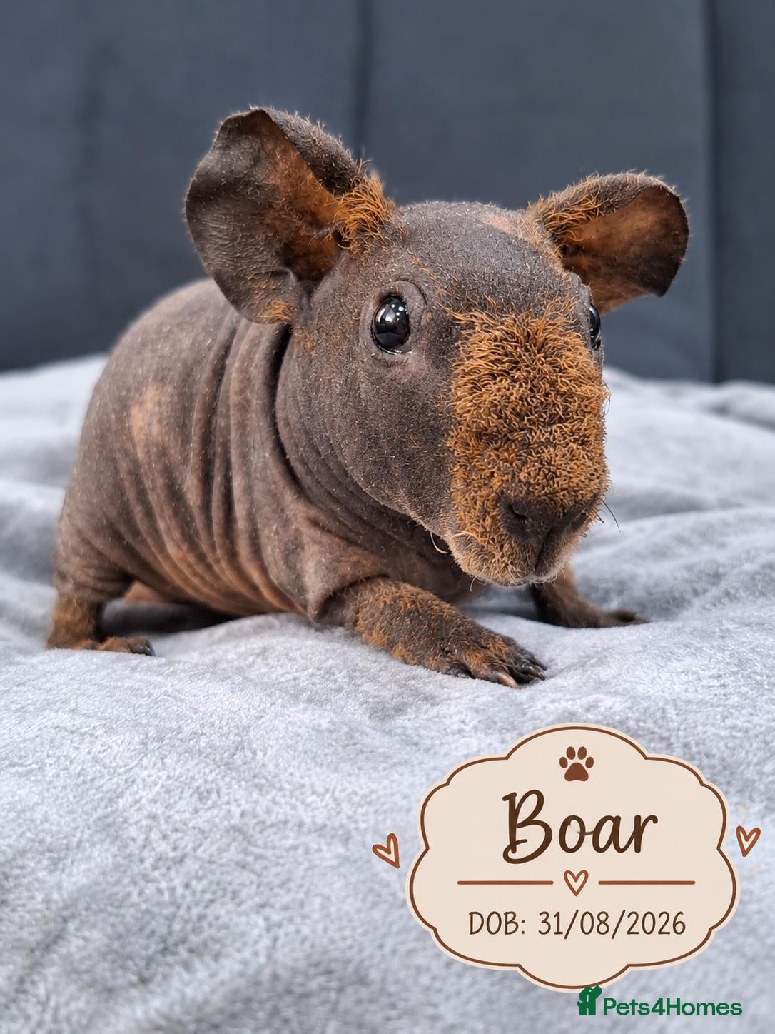 Guinea Pig rodents Purebred skinny pigs 💥 - Advert 10