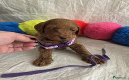 Goldendoodle dogs for sale: 👑Superb Rare Toy/Mini Deepest Red Goldendoodles👑 - Image 10