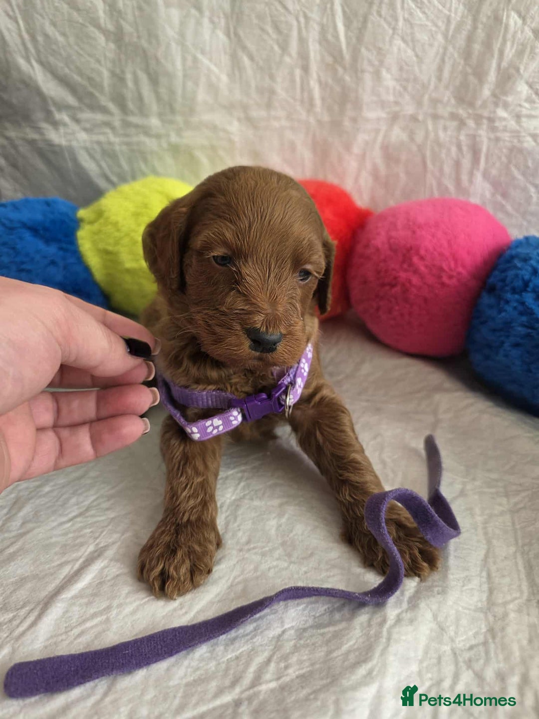 Goldendoodle dogs for sale: 👑Superb Rare Toy/Mini Deepest Red Goldendoodles👑 - Image 10
