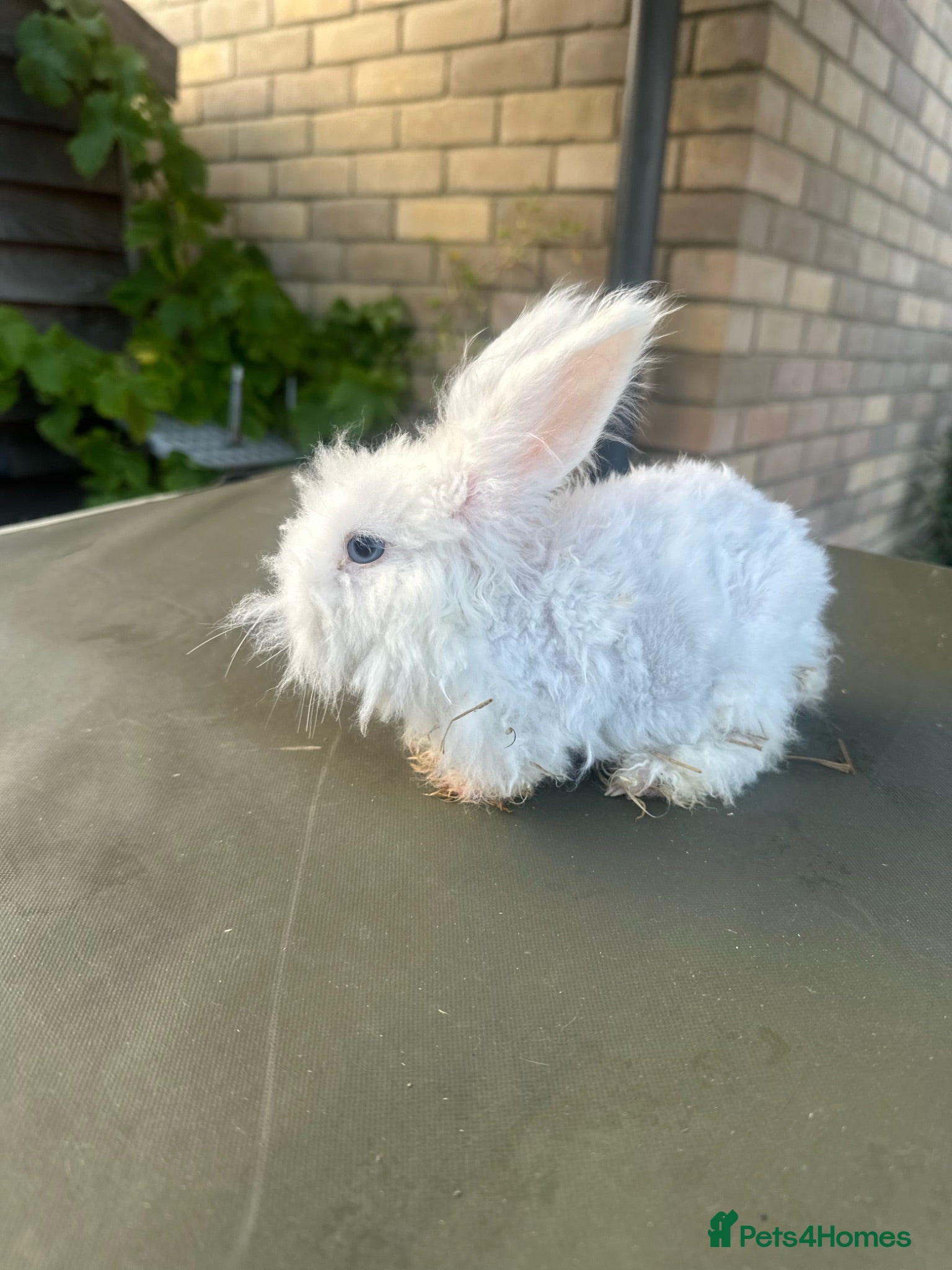 Angora rabbits 🐰 English Angora  – £150 Each 🐰 - Advert 2