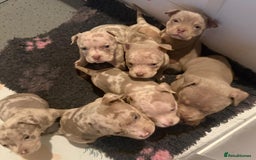 American Bully dogs for sale: ABKC pocket bullies - Ready to leave, wrong date  - Image 4