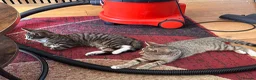 Mixed Breed cats for sale: 4 Beautiful kittens for sale - Advert 3