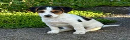 Jack Russell dogs for sale: Traditional short-legged Jack Russell puppies. - Advert 14