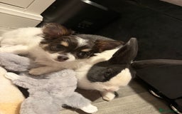 Mini Lop rabbits for sale: 1 MINI LOP MALE/ 1 CROSS FEMALE/ NEUTURED - Image 5