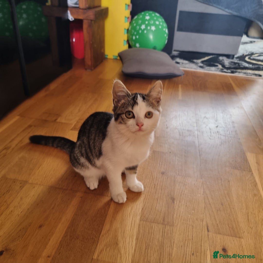 Mixed Breed cats for sale: 2 Beautiful Kittens For Sale !!! - Image 12
