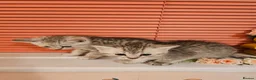 Mixed Breed cats for sale: 4 Beautiful Persian cross kittens  - Advert 6