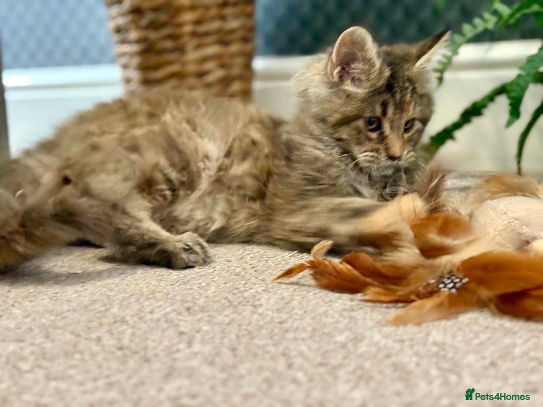 Maine Coon cats for sale: Beautiful Maine Coon Female - Advert 8