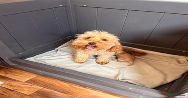 Cavapoo dogs - Advert 1