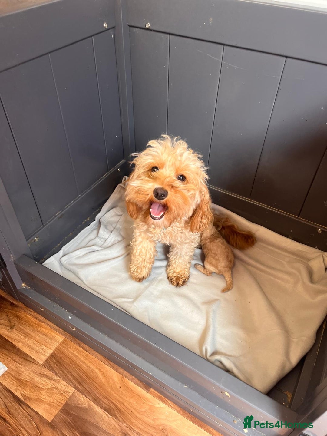 Cavapoo dogs for sale: * Cavapoo Boys available * - Image 3