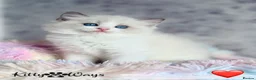 Ragdoll cats for sale: 🐾🩷*TICA REG* EU RAGDOLL KITTENS🌟 DNA CLEAR 🩵🐾 - Advert 25