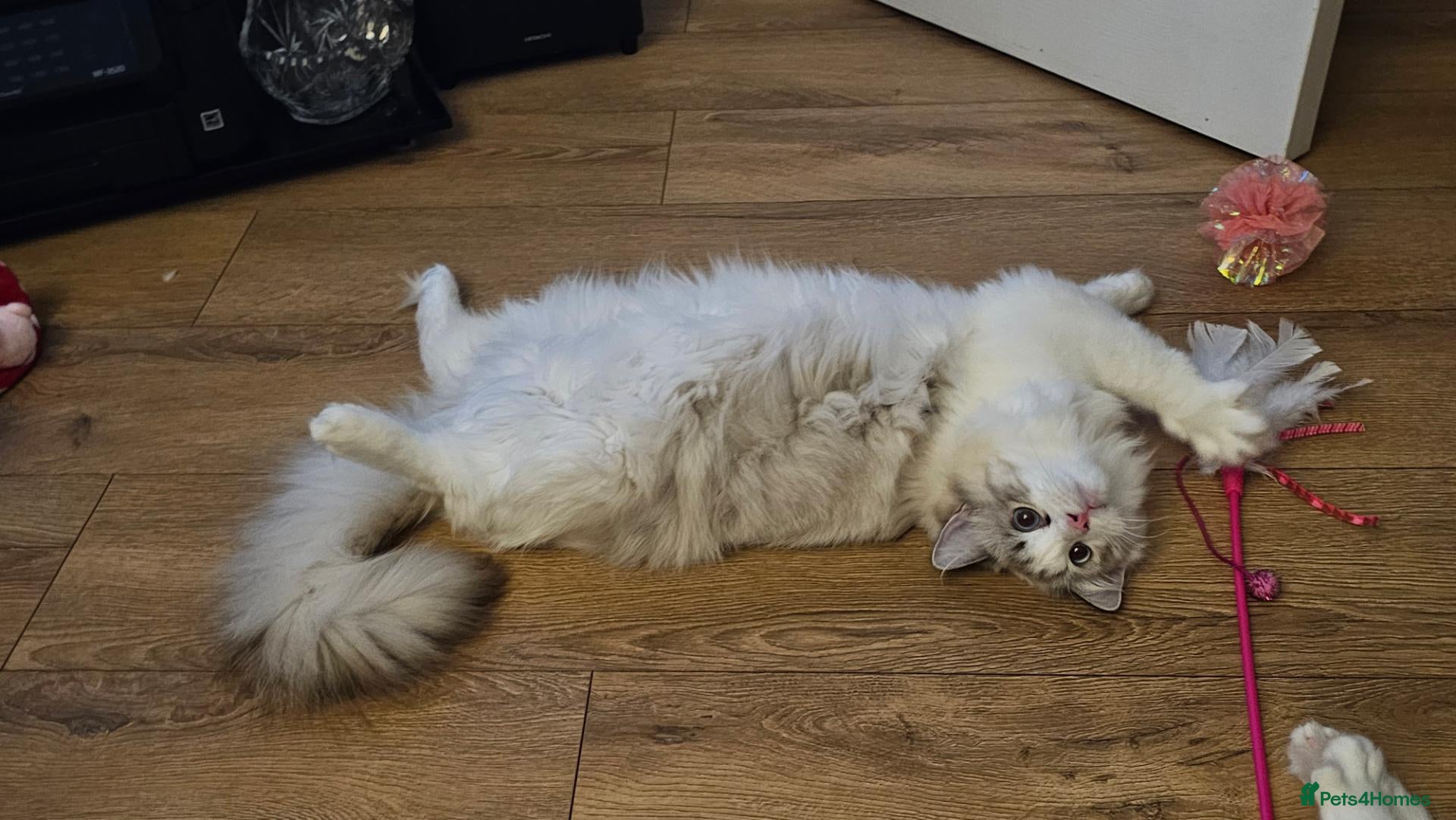 Ragdoll cats for sale: LAST STUNNING BOY LEFT  - Advert 2