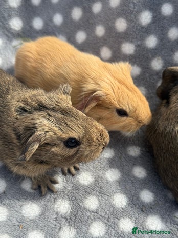 Guinea Pig rodents - Advert 19